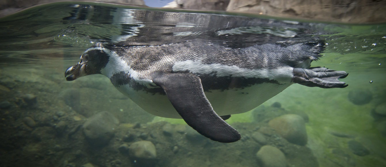 photo of a penguin swimmingin the Oregon Zoo's penguinarium