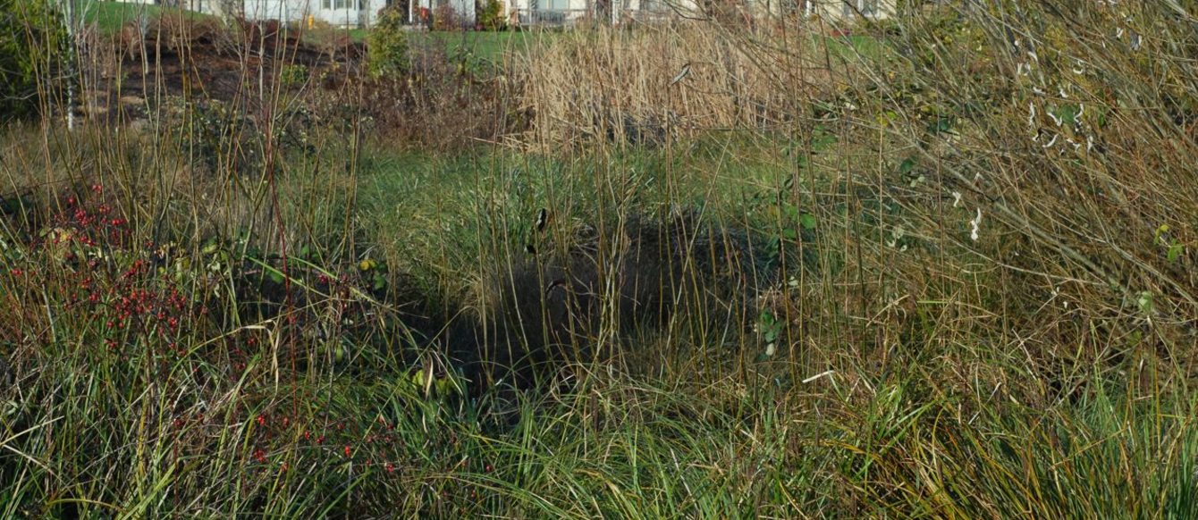 a photo of tall grasses and plants with homes in the background