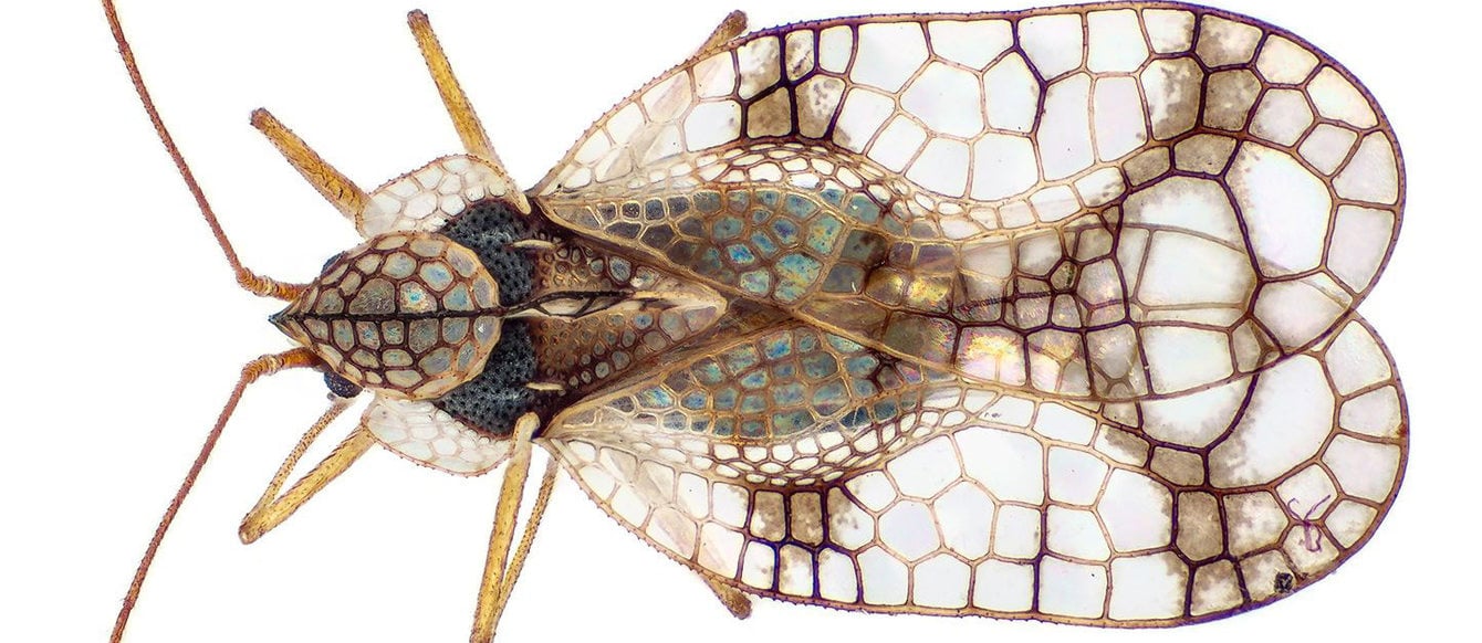 lacebug