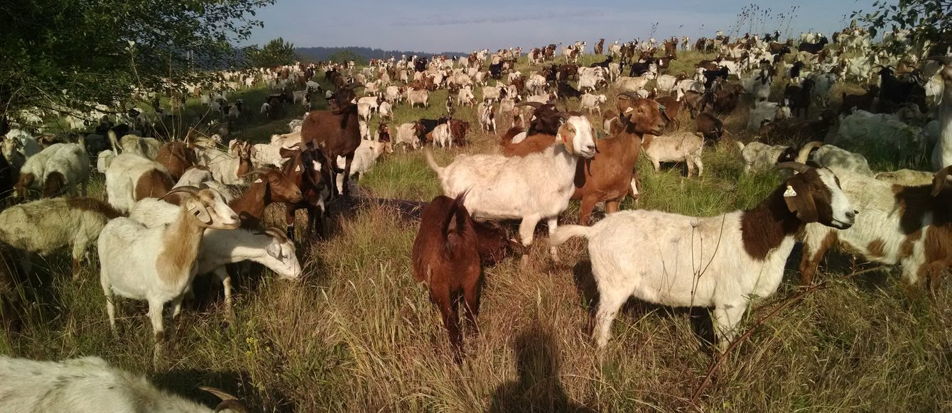 photo of goats grazing at St. Johns Prairie