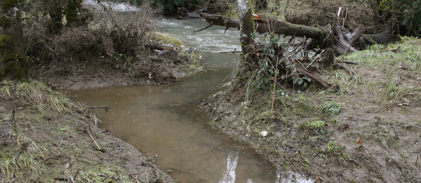 Photo of a side channel and log jam at Johnson Creek