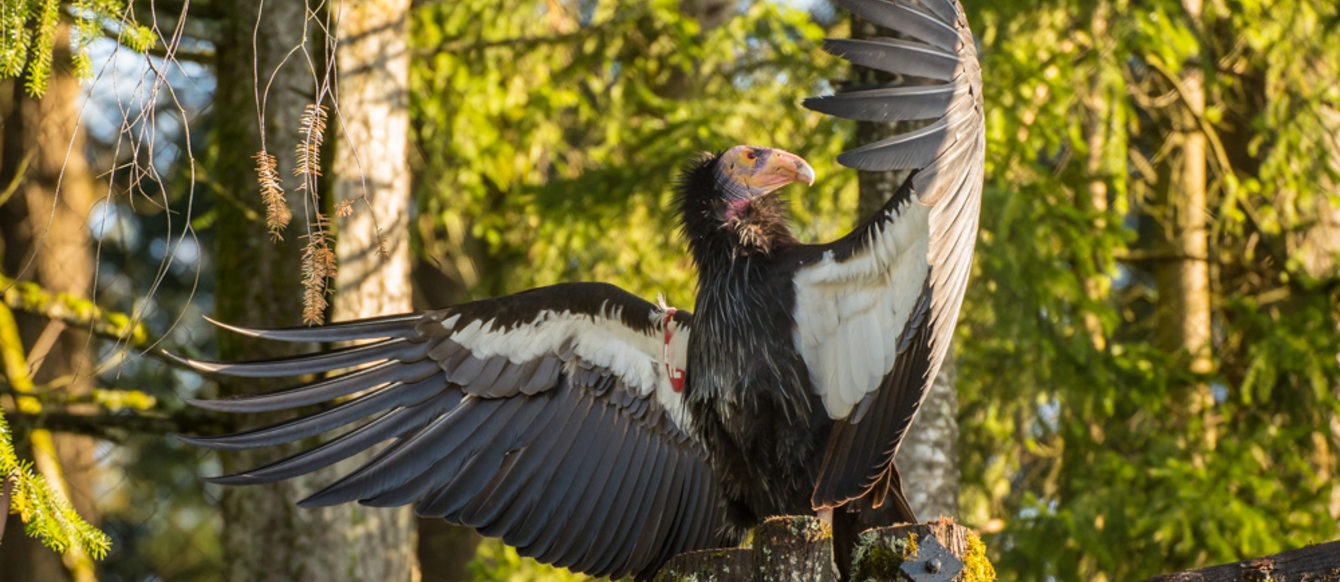 California condor Kaweah