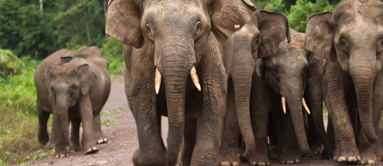 photo of elephants in Borneo