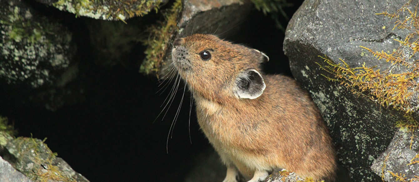 American pika