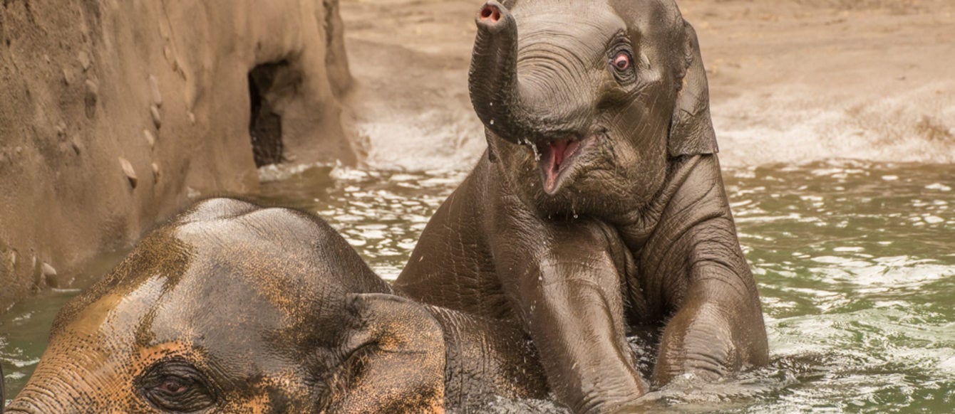 Asian elephant Lily (top) splashes in the pool with her big brother, Sam, at the Oregon Zoo’s new Elephant Lands. The world-class home for elephants earned Project of the Year honors at last night’s DJC awards ceremony. Photo by Michael Durham, courtesy o