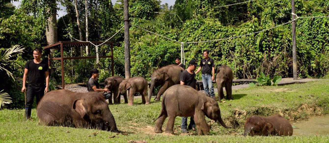 Elephants in Sabah