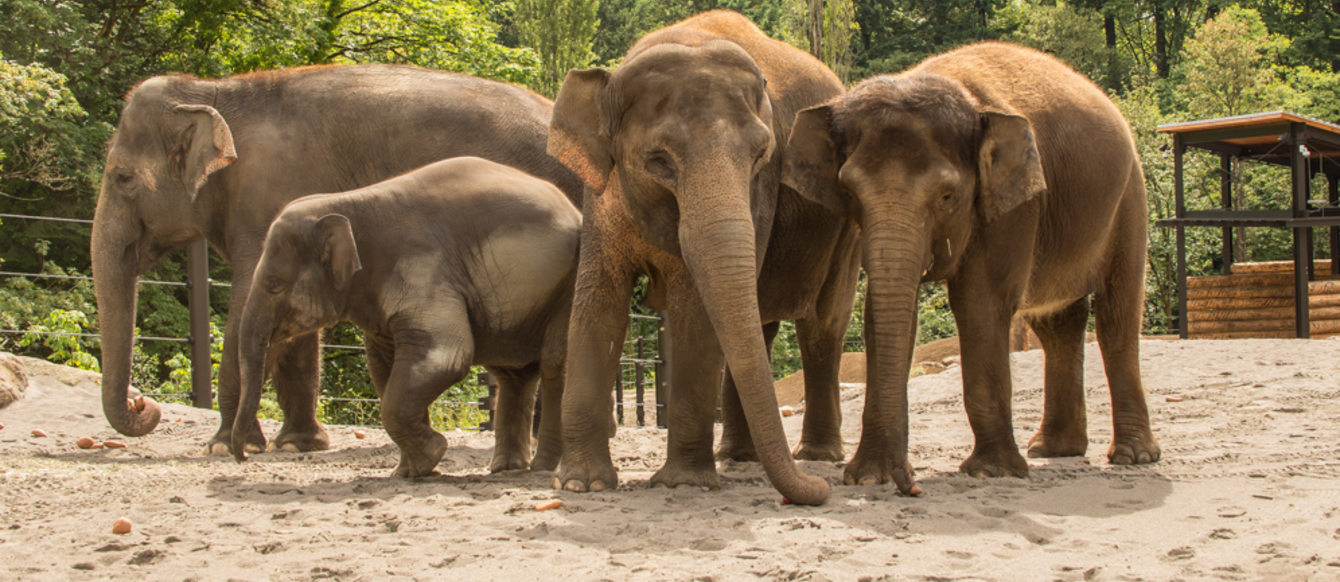 Asian elephants at the Oregon Zoo