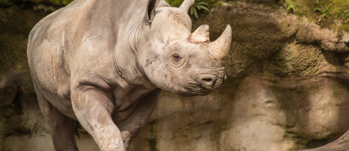 Ruka, Oregon Zoo rhino