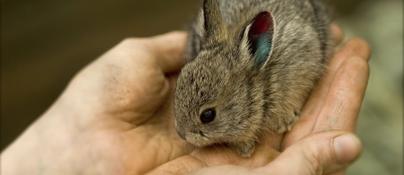 Columbia Basin pygmy rabbit
