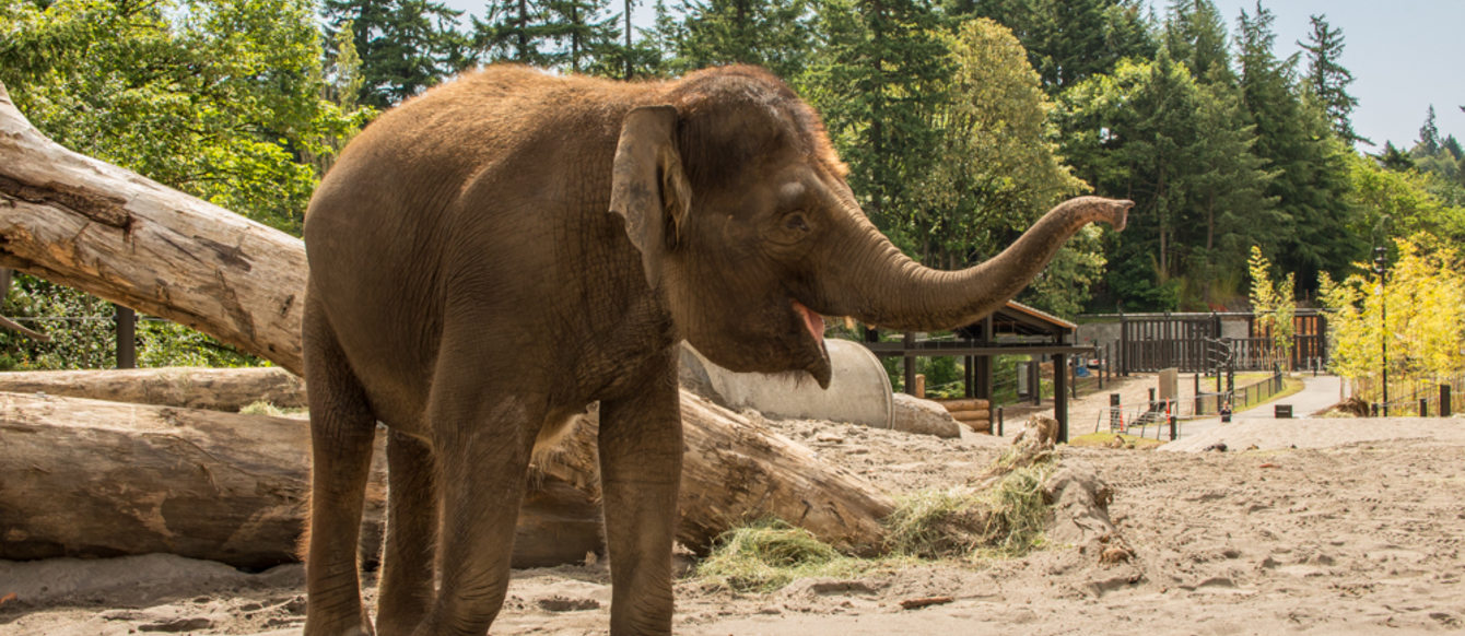 An elephant at the Oregon Zoo's Elephant Lands exhibit