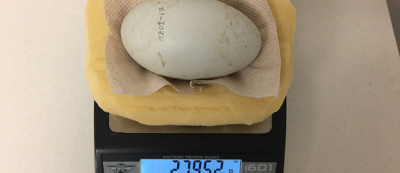 A California condor egg