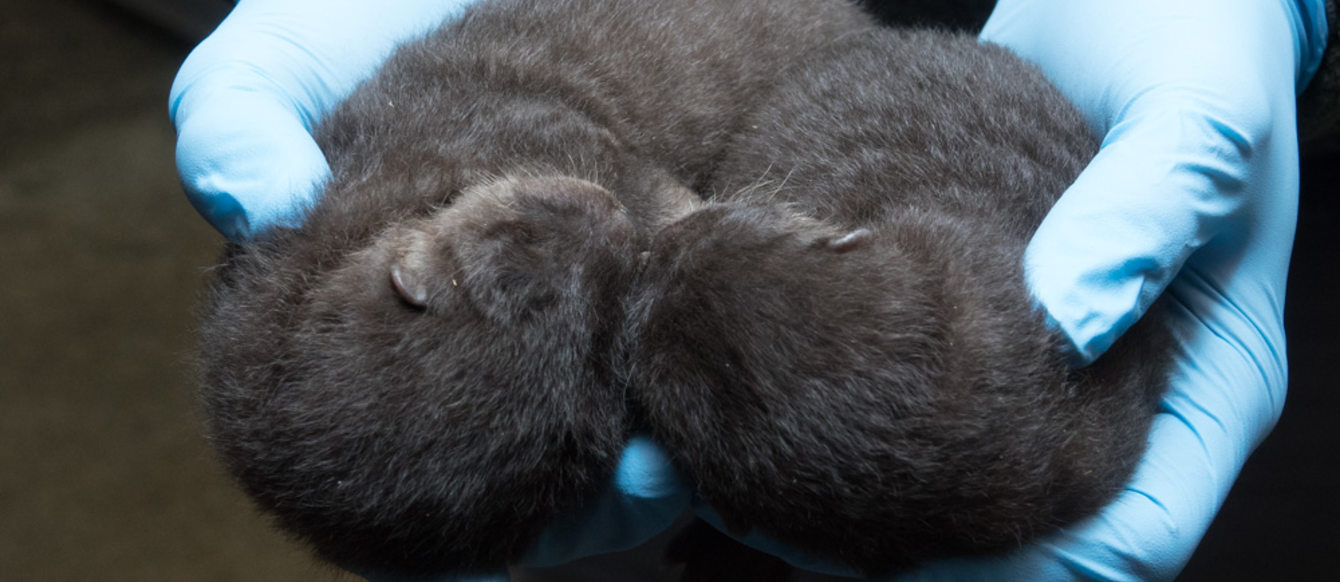 Otter pups at the Oregon Zoo