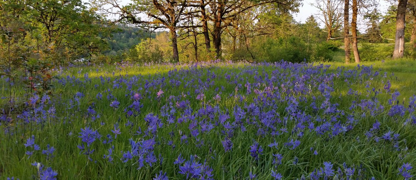 photo of camas at Canemah Bluff Natural Area