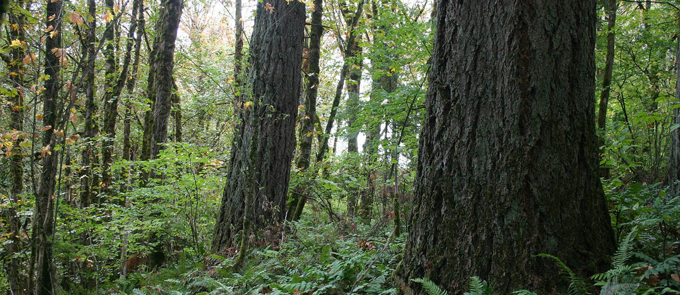 forested area of North Fork Deep Creek in Clackamas County