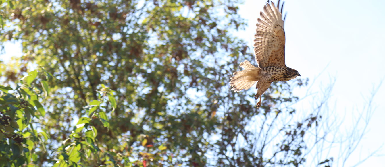 photo of red-shouldered hawk