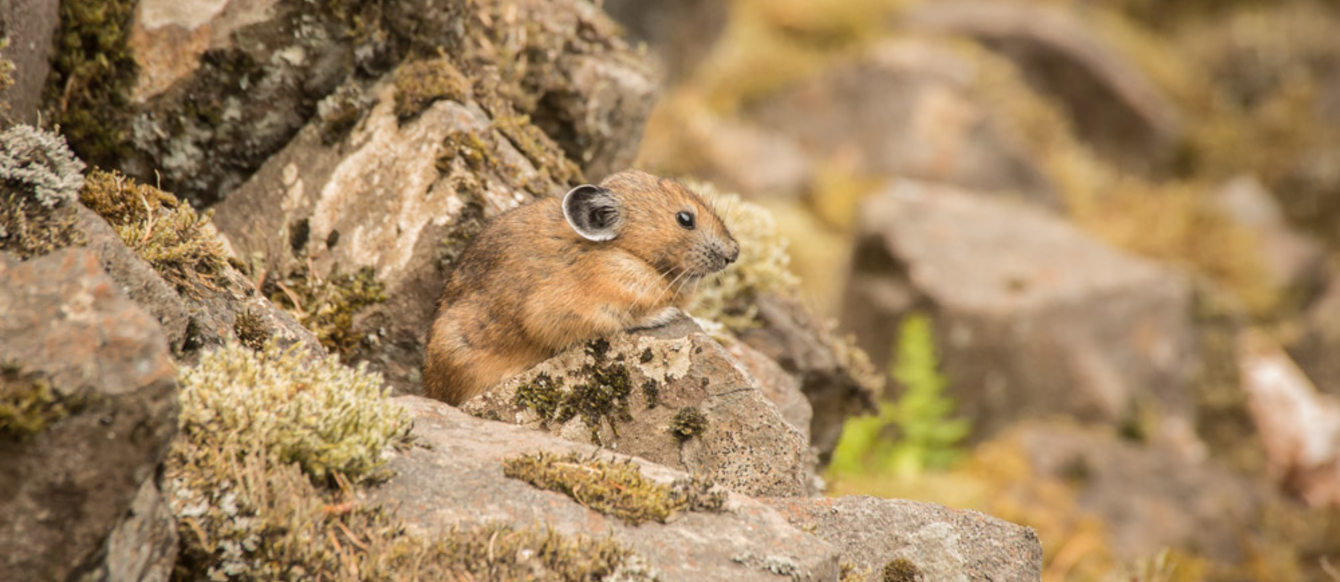 Photo of pika