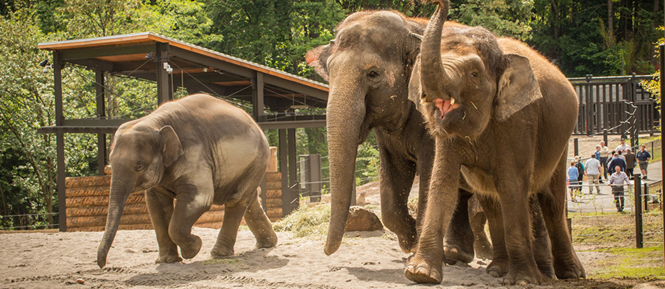 Elephants at the Oregon Zoo enjoy the new exhibit