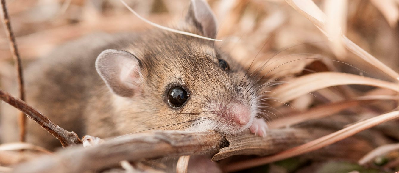 Deer mouse rustling through dead plant matter.