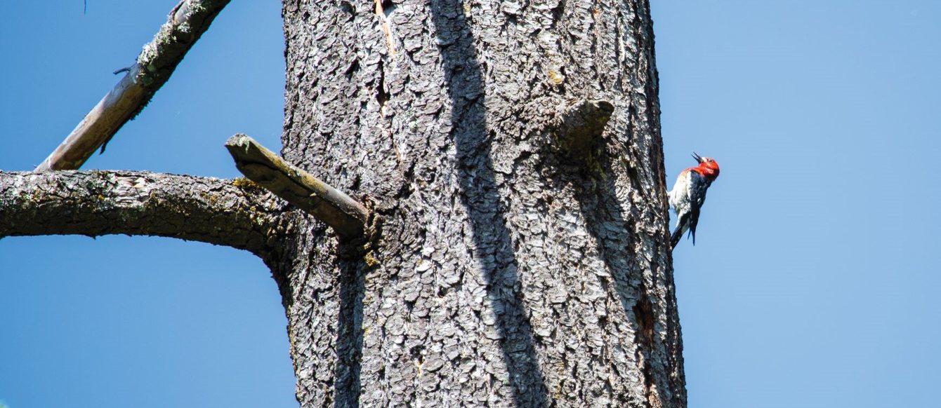 photo of red-breasted sapsucker at Graham Oaks Nature Park