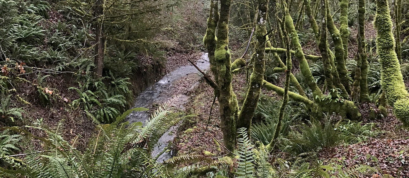 A creek flows through a thick forest of mossy trees and ferns.