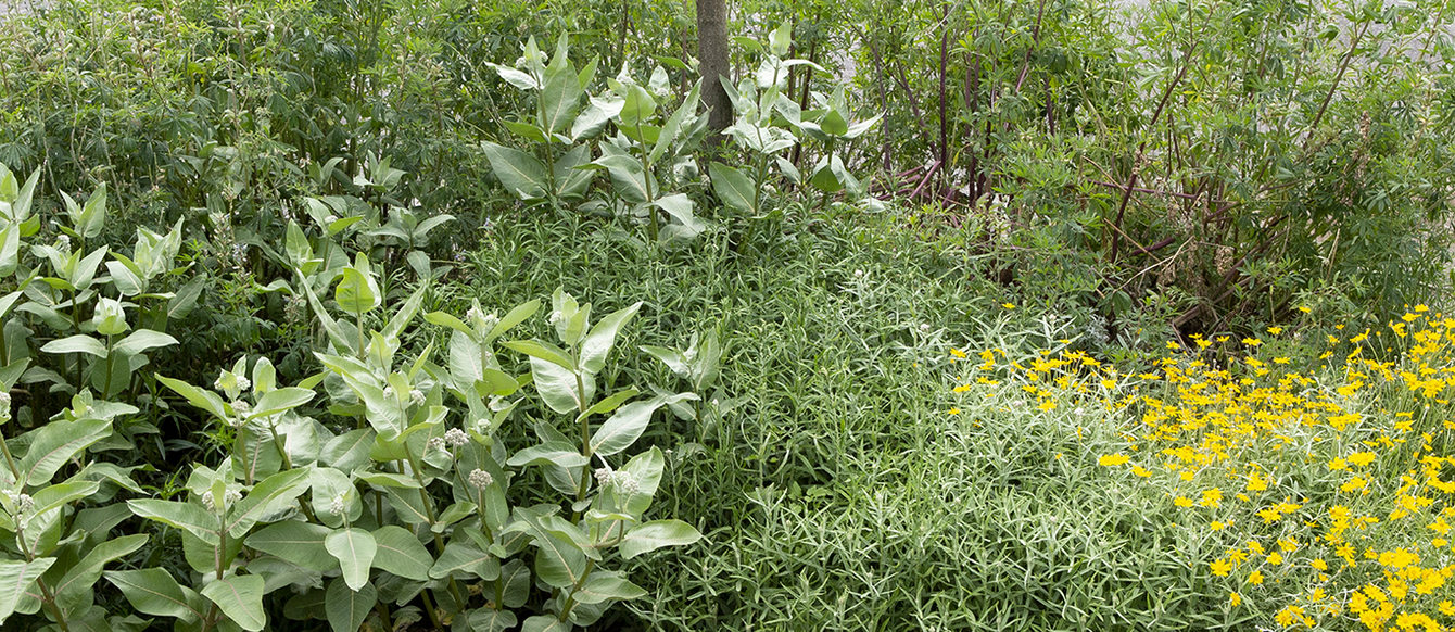 A parking strip is full of plants, including lupine, milkweed and Oregon sunshine.