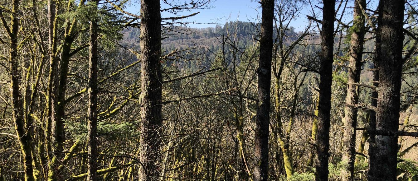 Tall trees against a hilly backdrop on a sunny day