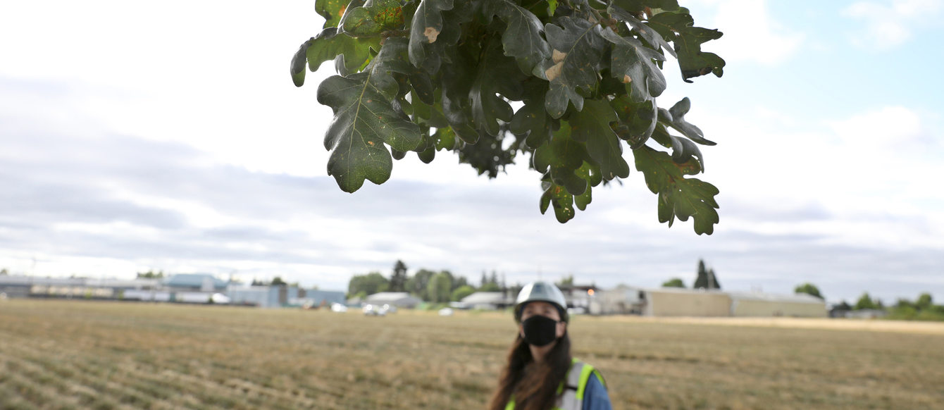 Metro employee in a hard hat  stands in a large open field and gazes up at a lone oak tree