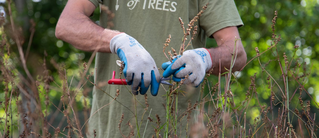 Friends of trees volunteer clipping weeds.