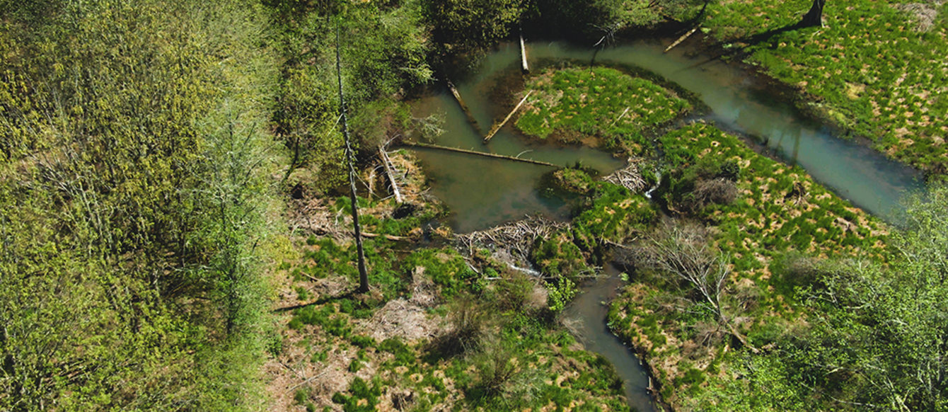 A creek makes an oxbow behind a beaver dam. The whole area is green and forested.