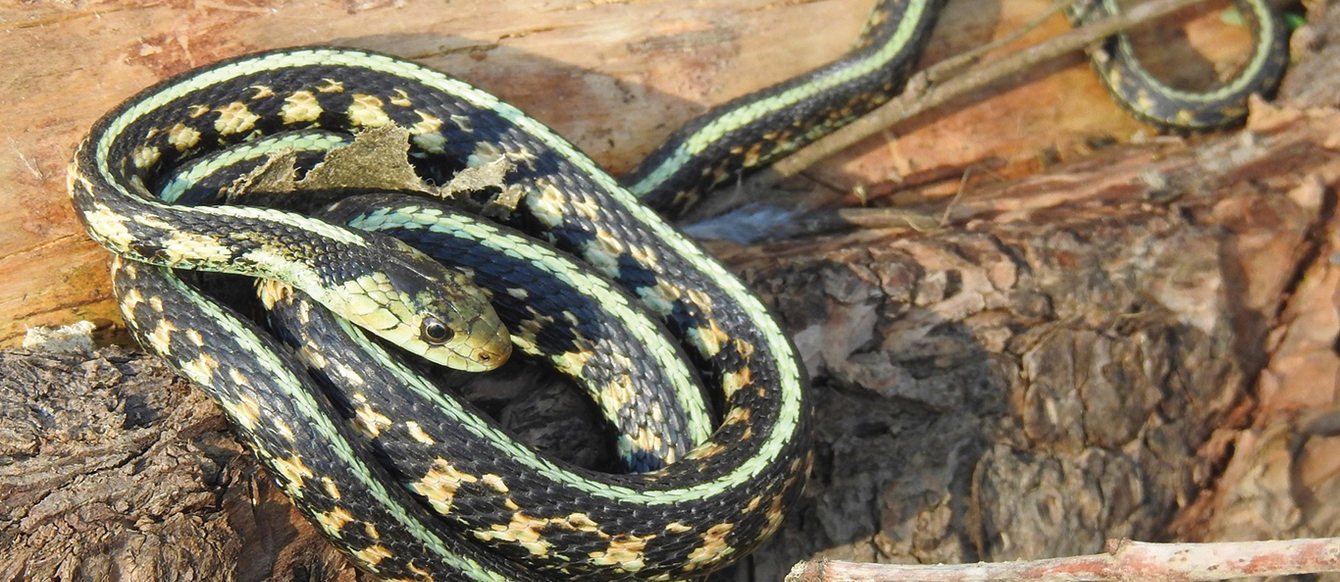 A green, black and orange garter snake curls up on a log.
