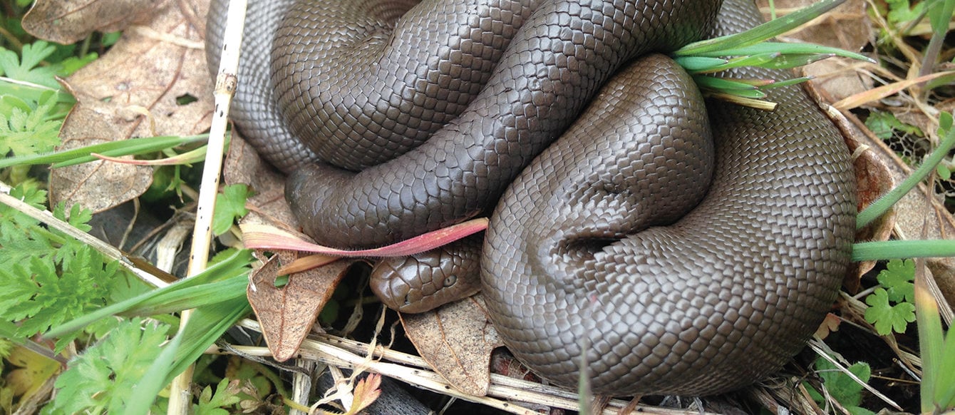 A rubbery brown snake coils on top of grass and dead leaves.