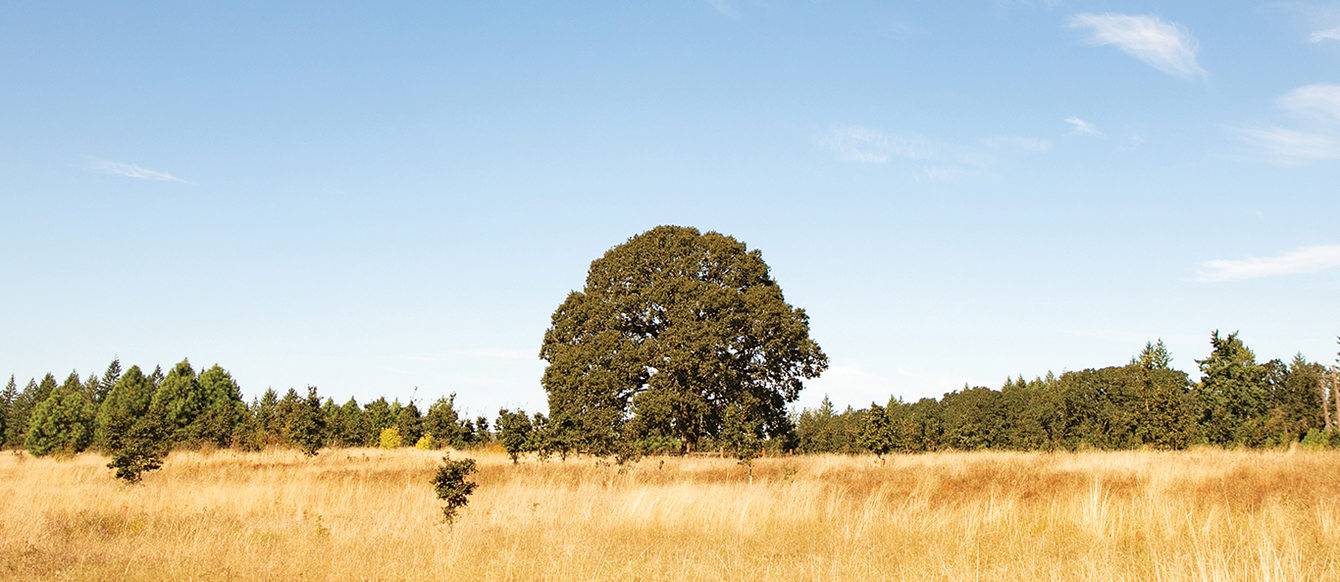 A large tree with a full canopy sits in a field of dry grass and other plants.