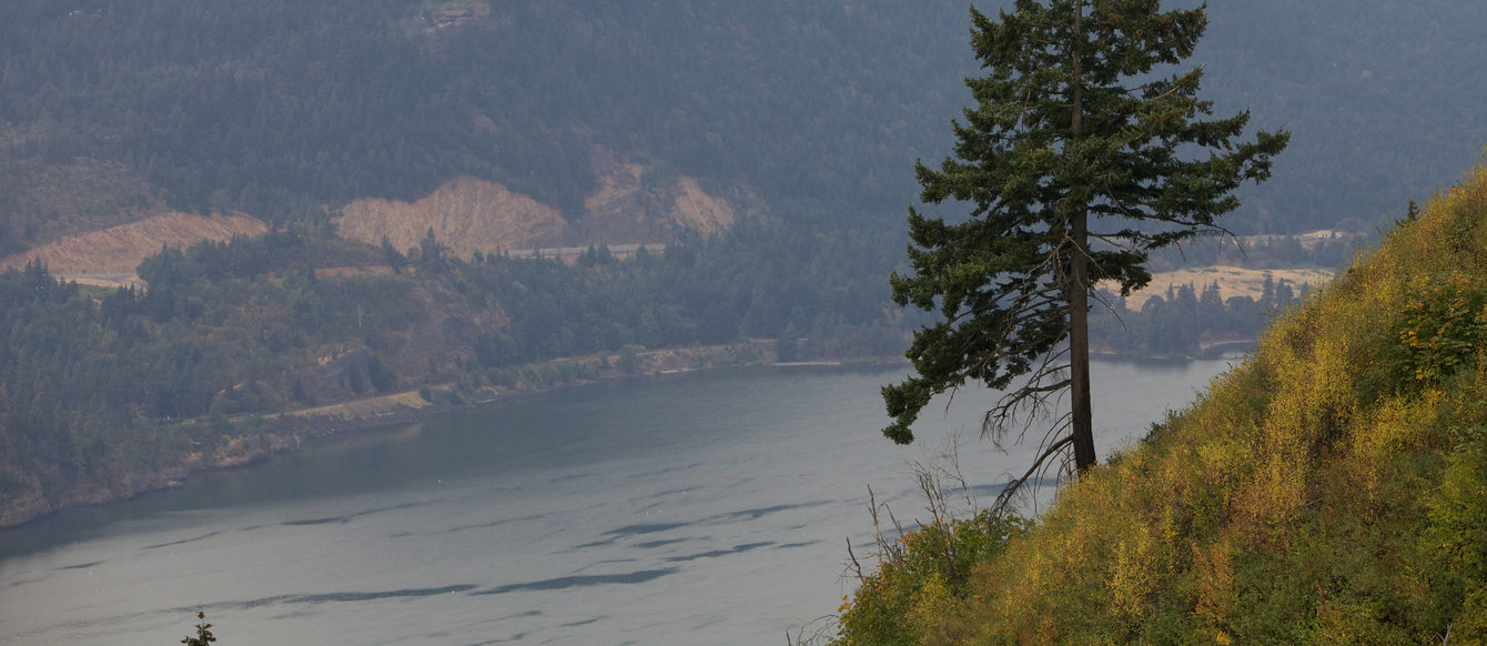 A scenic photo of the Columbia River with a tree in the foreground
