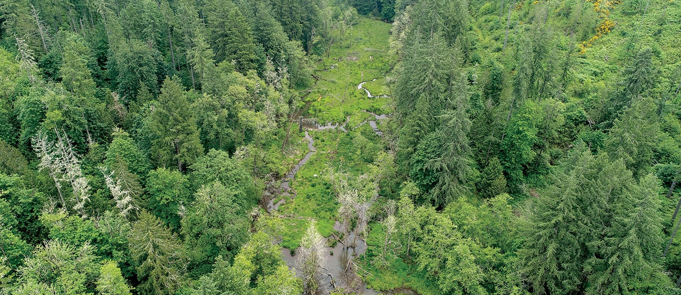 A drone image of a forest with conifer and deciduous trees with a winding creek running through the middle. Beaver dams dot the stream.