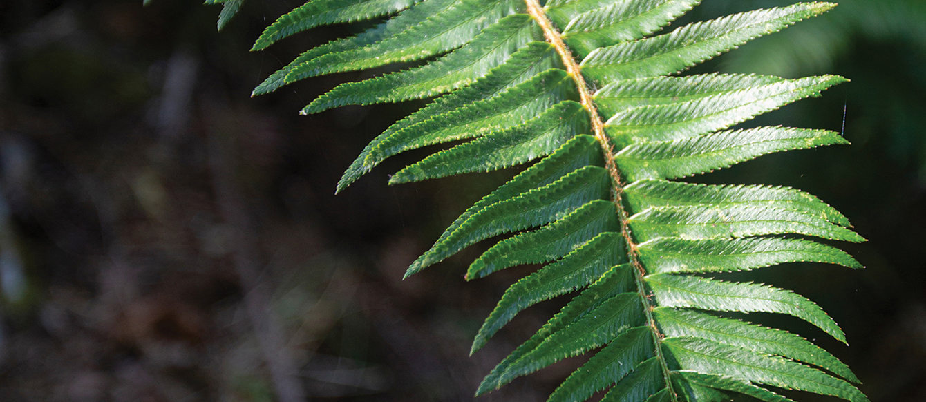 A fern has sunshine fall on it.