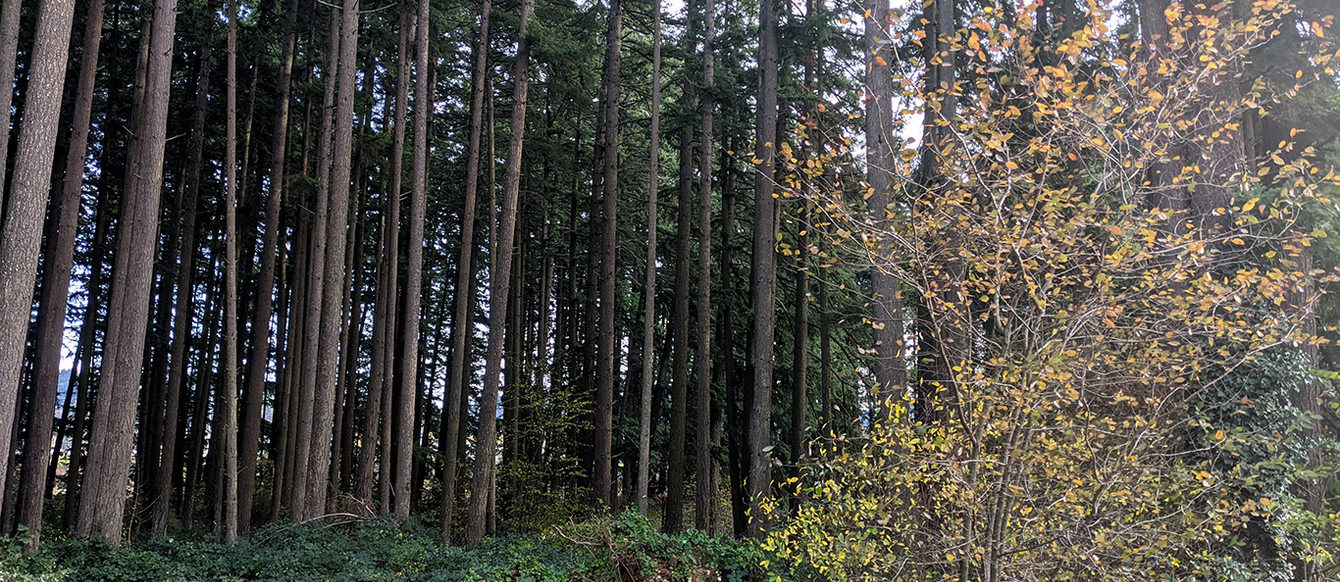 A path heads into a dense forest of tall Douglas firs.