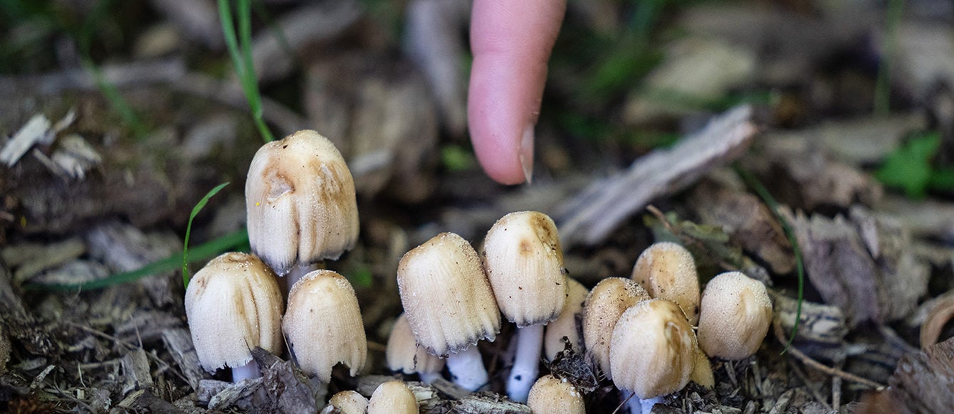 A finger points down from the top of the picture at a group of white and brown mushrooms.