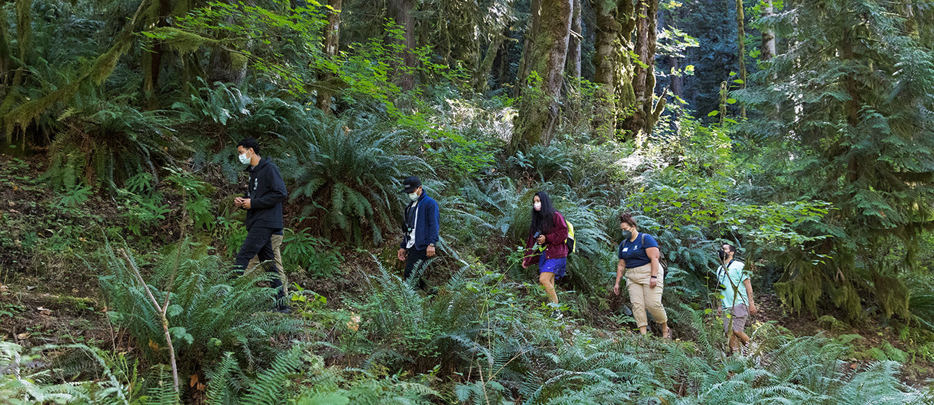 A group of people walk along a trail on a steep slope. Tall trees are behind them and big ferns are below them.