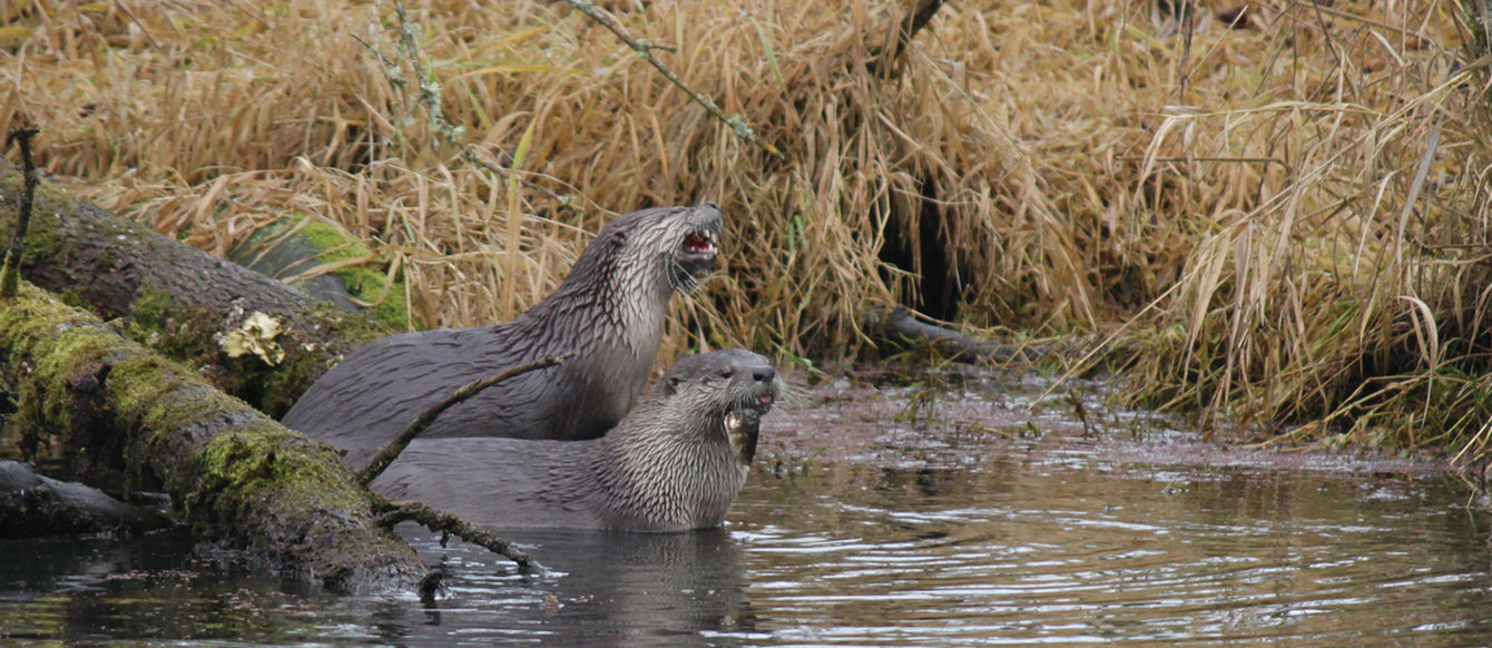 Two brown river otters stand in shallow water eating fish.