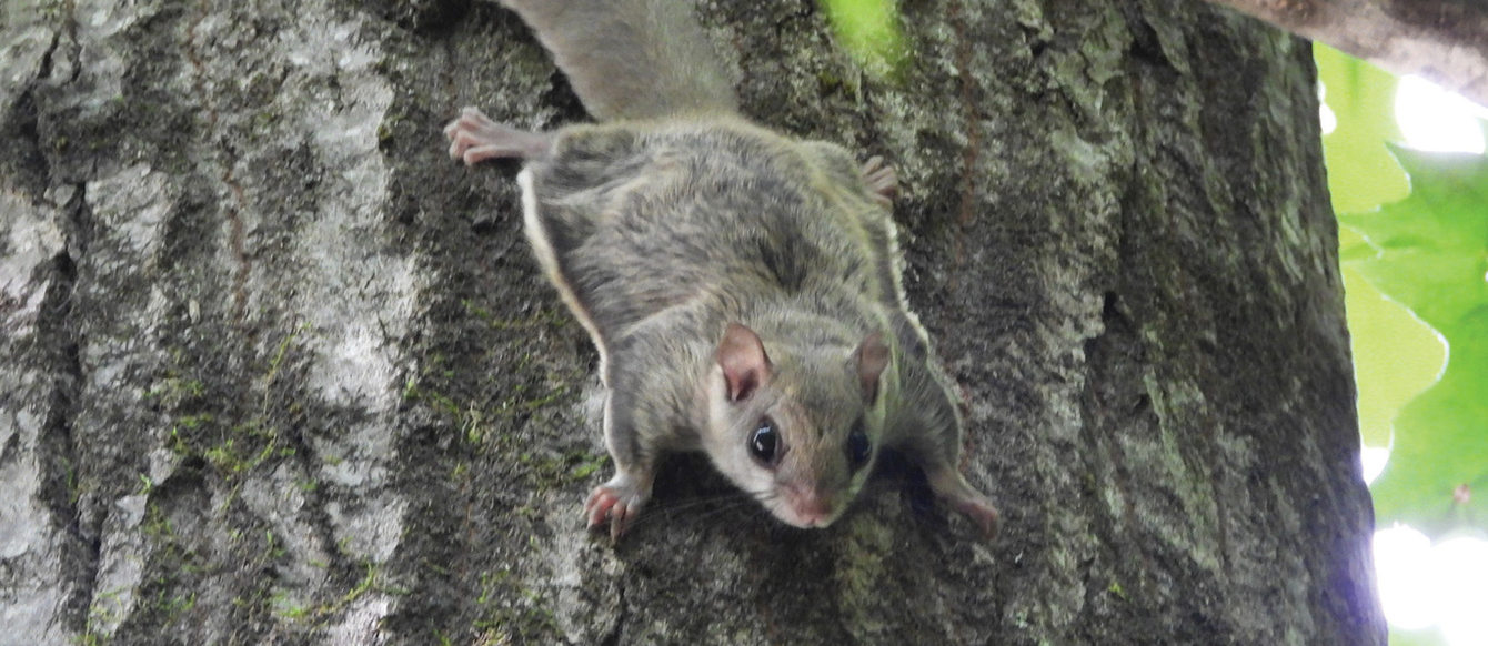 A tree squirrel hugs the side of a tree, pointed straight down with gliding flaps visible and trimmed in white.