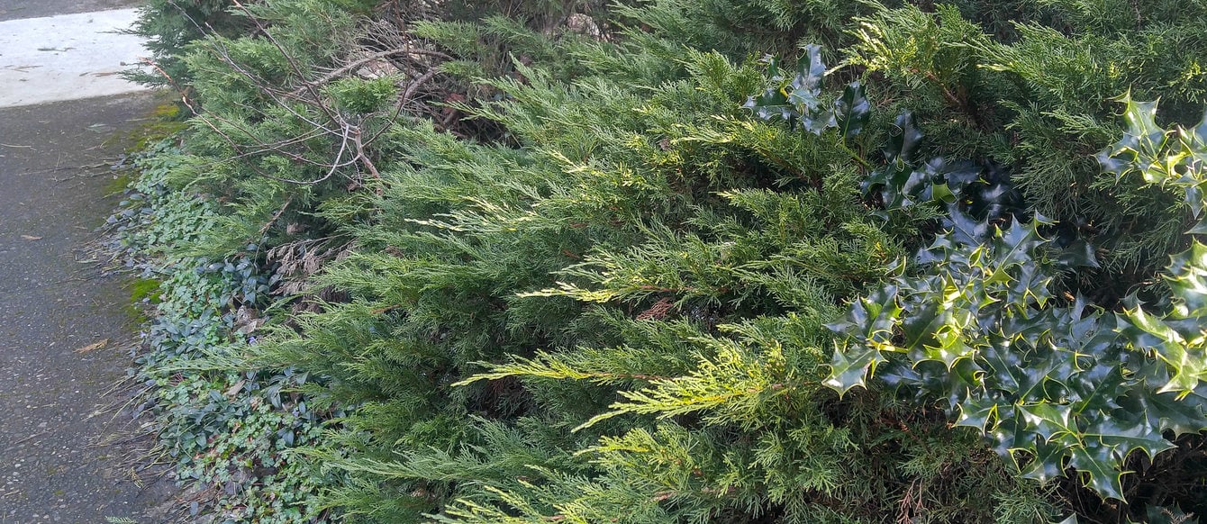 Bushes line the sidewalk.