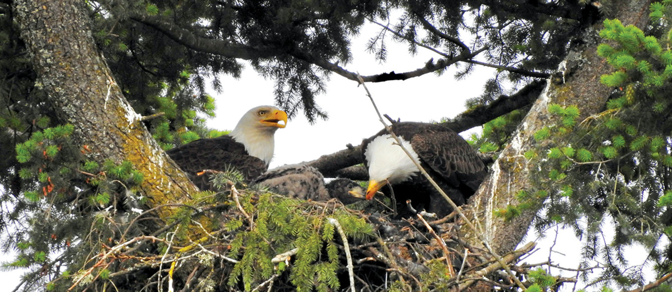 Two adult bald eagles and a large, downy chick sit in a nest built between two branches high up in an evergreen tree.