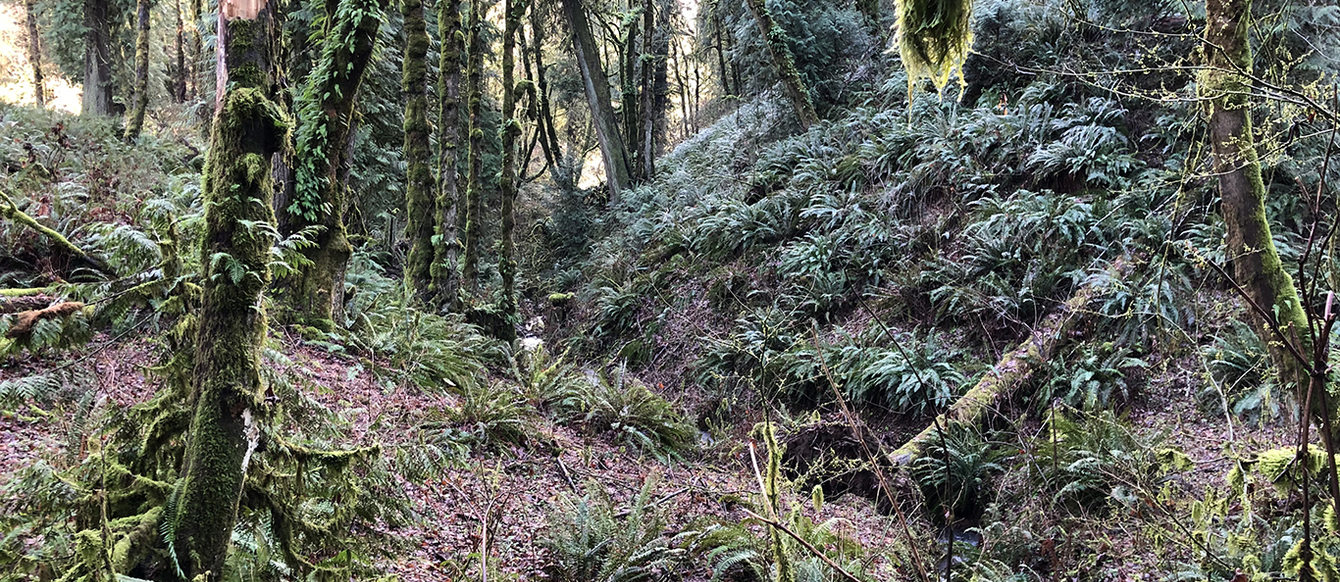 Two small hills meet at a small ravine with a creek running through it. It is surrounded by trees covered in moss. Ferns cover the ground.