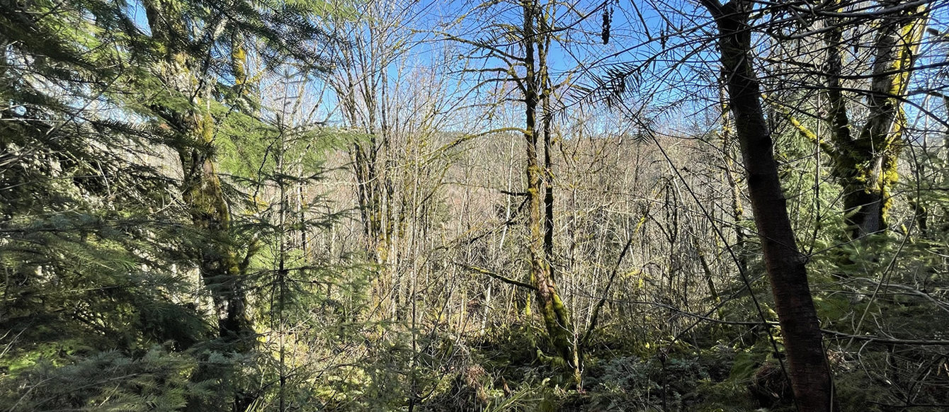 Deciduous trees without leaves and evergreen trees grow in a forest with ferns. A ridge is in the background, which means a canyon is between the trees and the ridge. 