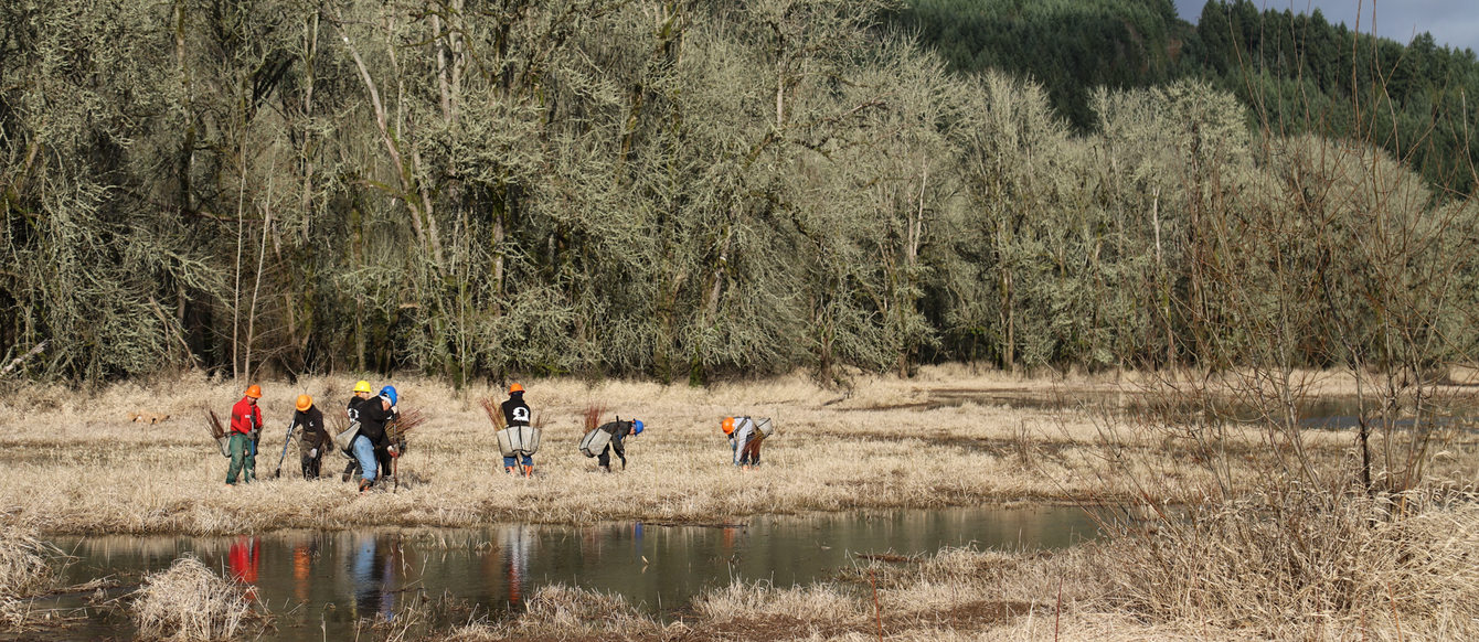 A line of people in hardhats, many carrying bags of bare-root plants, at a wintertime wetland