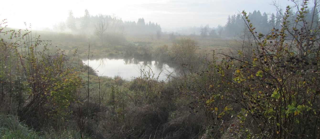 a misty natural wetland with a small pond
