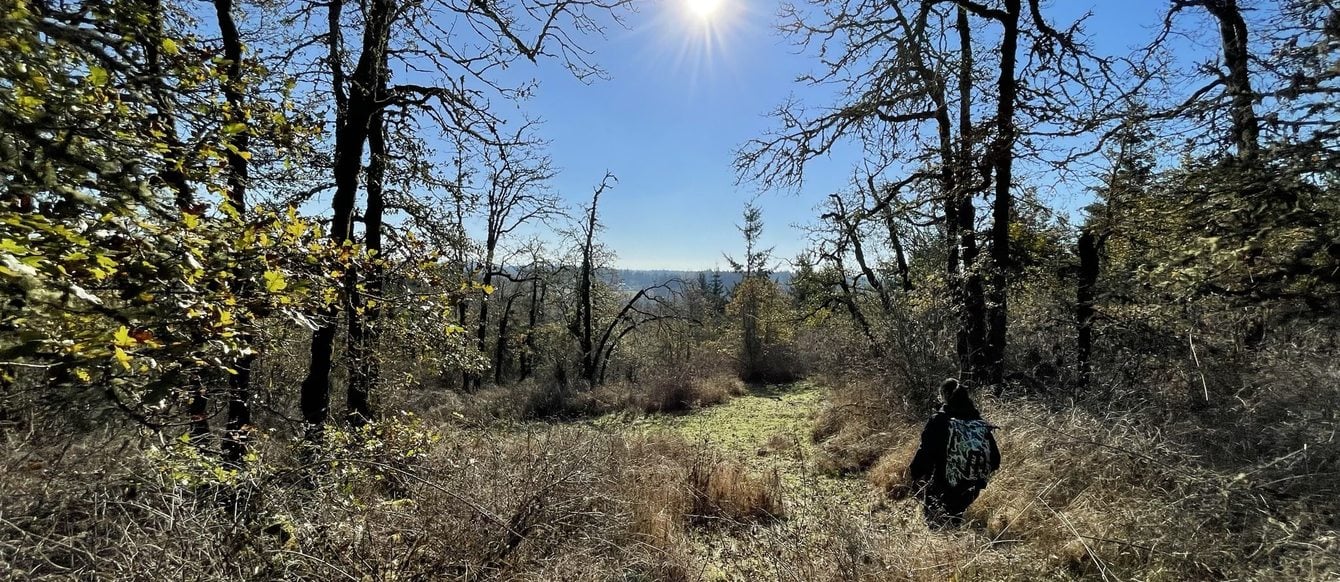 view of bare oak trees surrounding a patch of meadow under a shining sun and blue sky