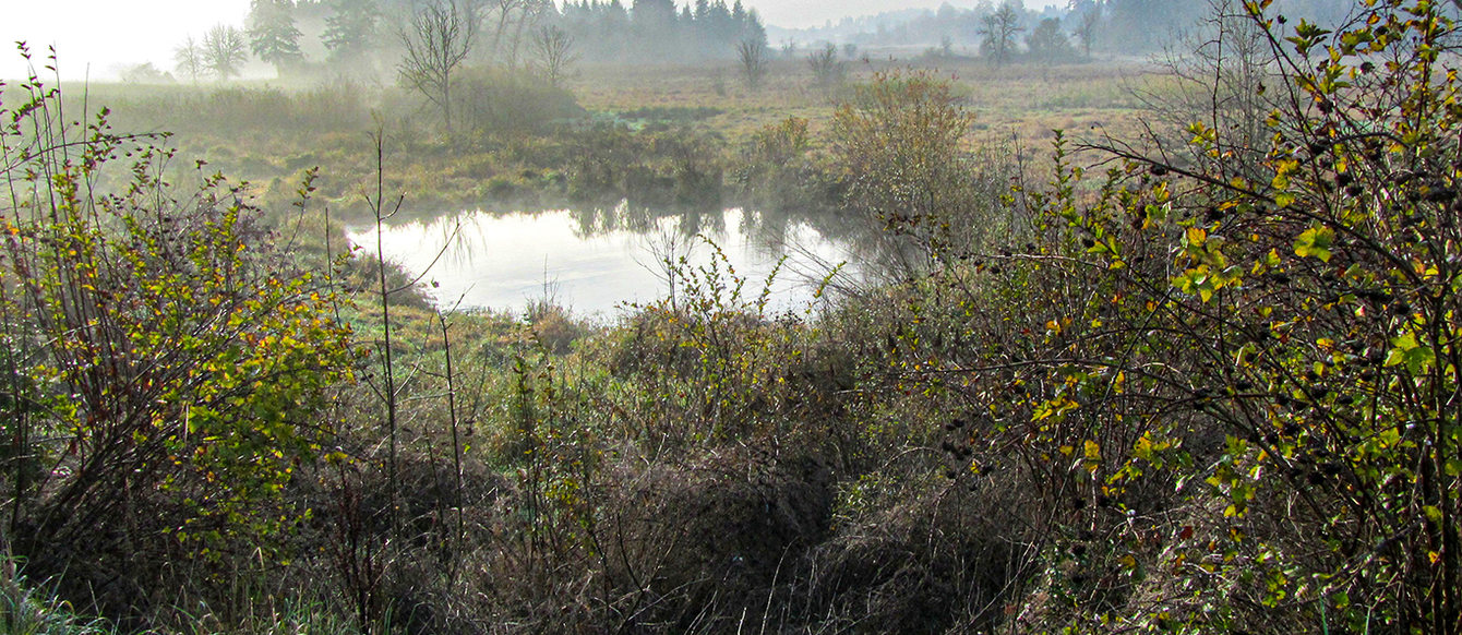 A wetland, with a pond in the center of the picture, has the last bit of fog covering the brush and grasses.