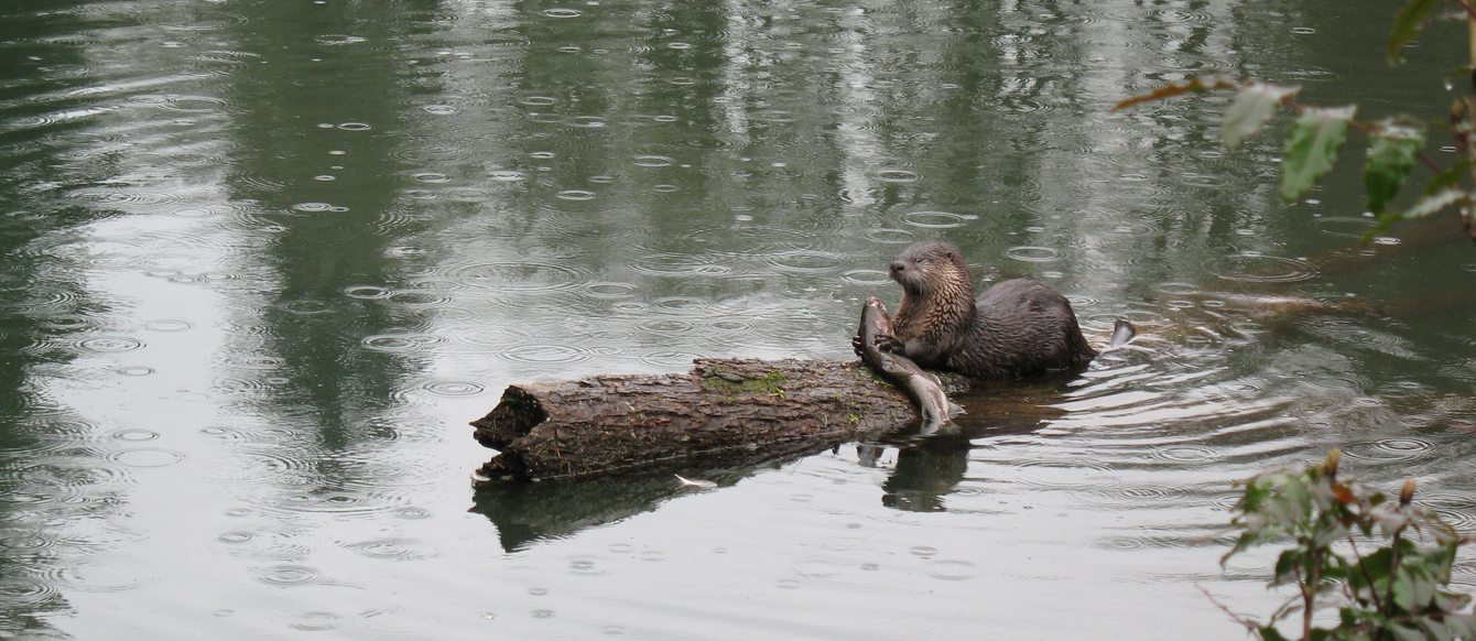 a river otter sits in the middle of natural water on a log, eating a small salmon