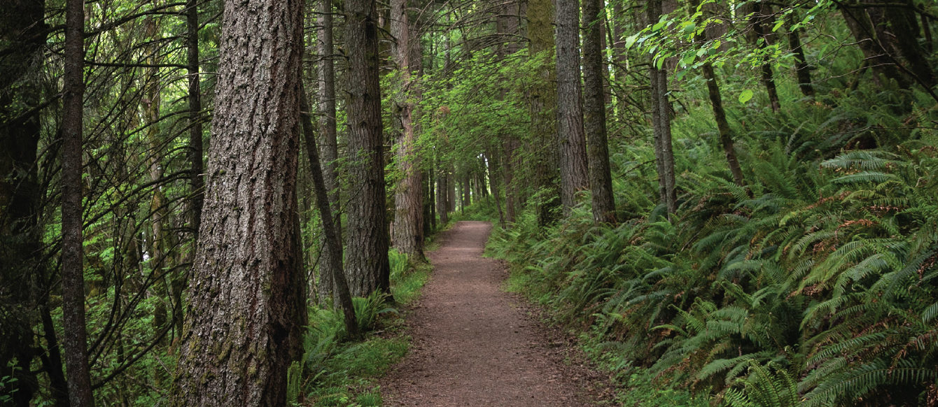 A forest path, flanked by trees on the left and ferns on the right